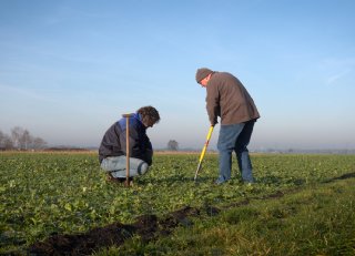 Regeneratieve suikerbieten vragen om ketenperspectief