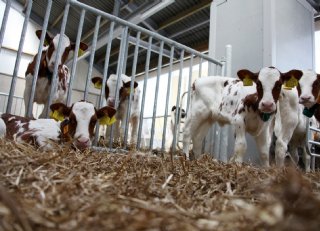 Kalverdiarree: zo houd je je kalveren gezond