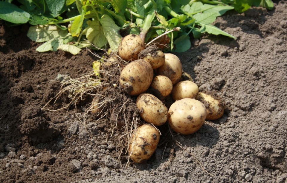 Consumptieaardappelen