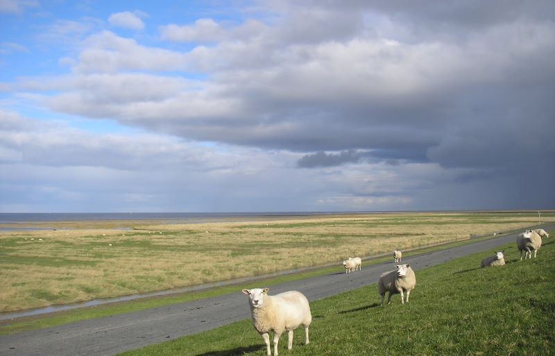 Schapen